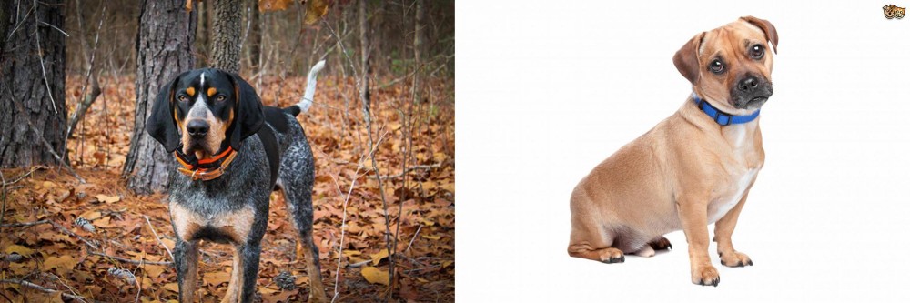 Jug vs Bluetick Coonhound - Breed Comparison