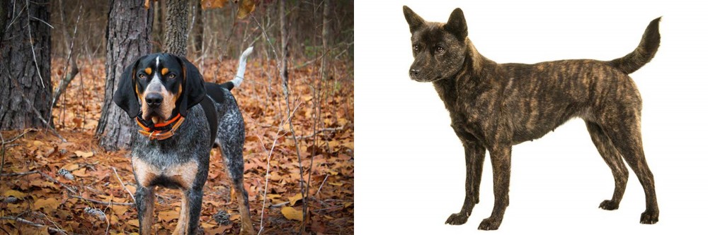Kai Ken vs Bluetick Coonhound - Breed Comparison
