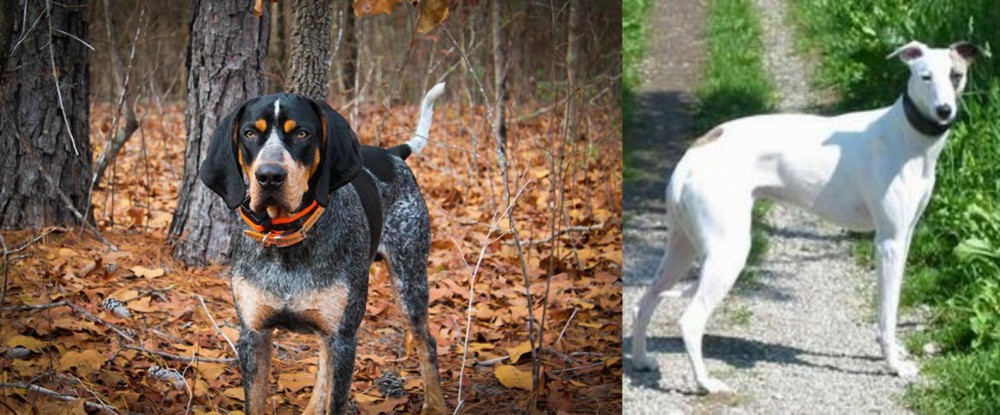 Kaikadi vs Bluetick Coonhound - Breed Comparison