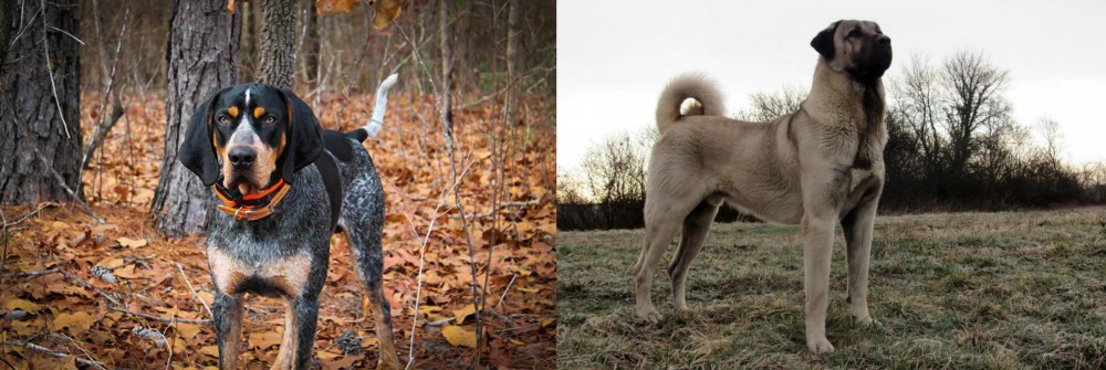Kangal Dog vs Bluetick Coonhound - Breed Comparison