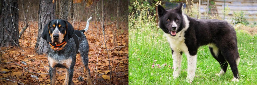 Karelian Bear Dog vs Bluetick Coonhound - Breed Comparison