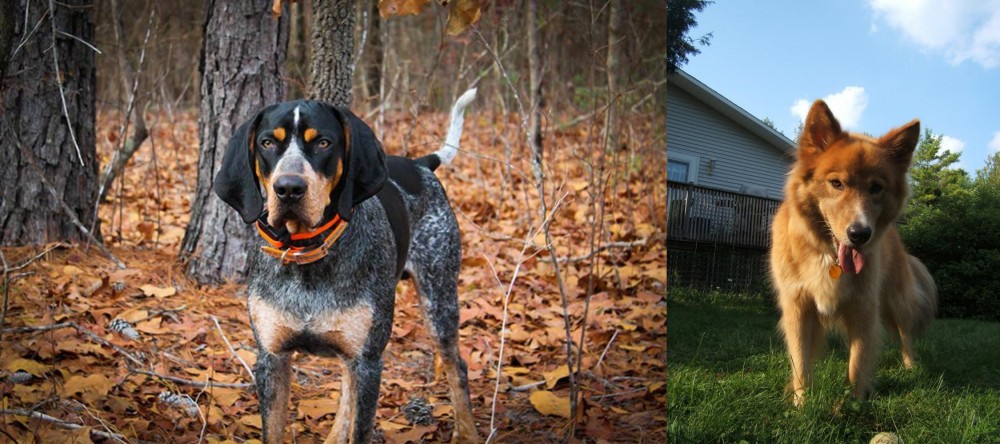 Karelo-Finnish Laika vs Bluetick Coonhound - Breed Comparison