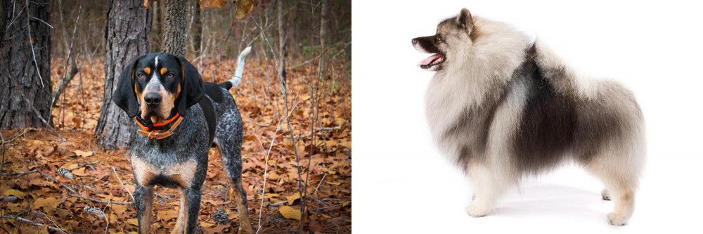 Keeshond vs Bluetick Coonhound - Breed Comparison