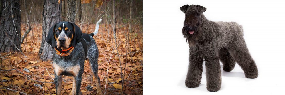 Kerry Blue Terrier vs Bluetick Coonhound - Breed Comparison