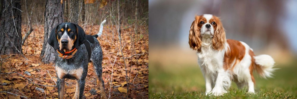 King Charles Spaniel vs Bluetick Coonhound - Breed Comparison