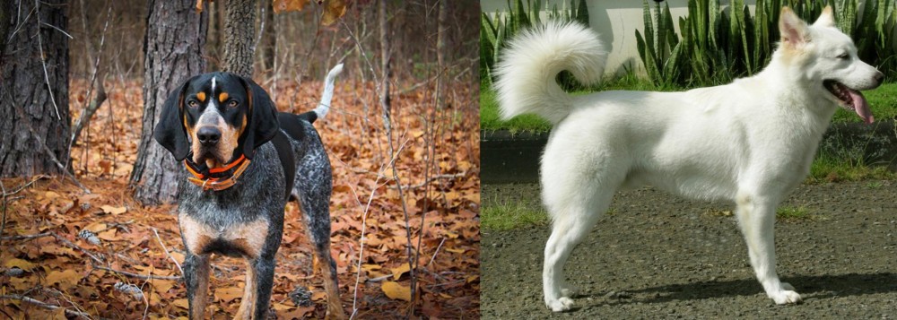 Kintamani vs Bluetick Coonhound - Breed Comparison