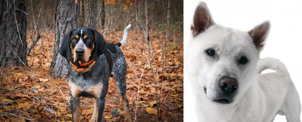 Kishu vs Bluetick Coonhound - Breed Comparison