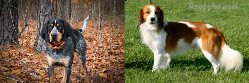 Kooikerhondje vs Bluetick Coonhound - Breed Comparison