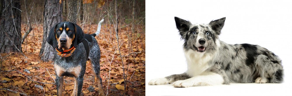 Koolie vs Bluetick Coonhound - Breed Comparison