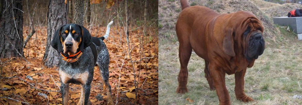 Korean Mastiff vs Bluetick Coonhound - Breed Comparison