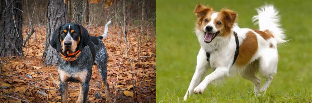 Kromfohrlander vs Bluetick Coonhound - Breed Comparison