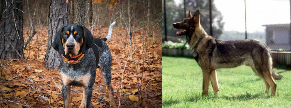 Kunming Dog vs Bluetick Coonhound - Breed Comparison