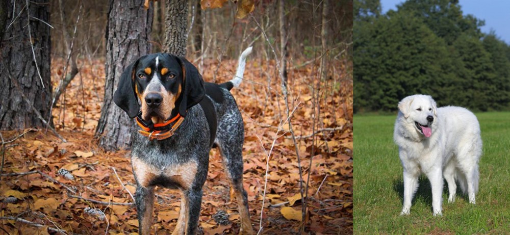 Kuvasz vs Bluetick Coonhound - Breed Comparison