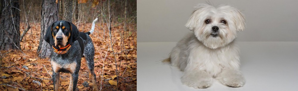 Kyi-Leo vs Bluetick Coonhound - Breed Comparison