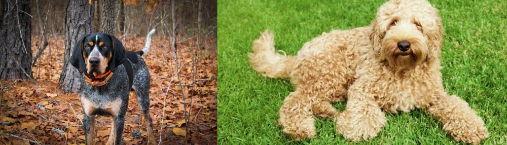 Labradoodle vs Bluetick Coonhound - Breed Comparison