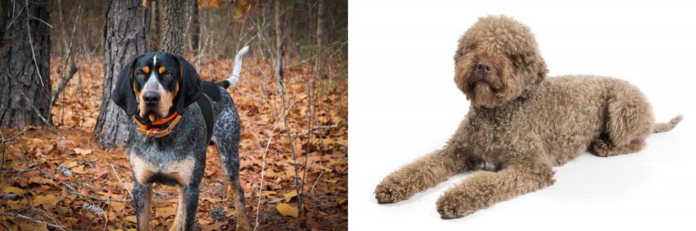 Lagotto Romagnolo vs Bluetick Coonhound - Breed Comparison