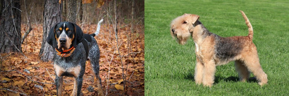 Lakeland Terrier vs Bluetick Coonhound - Breed Comparison