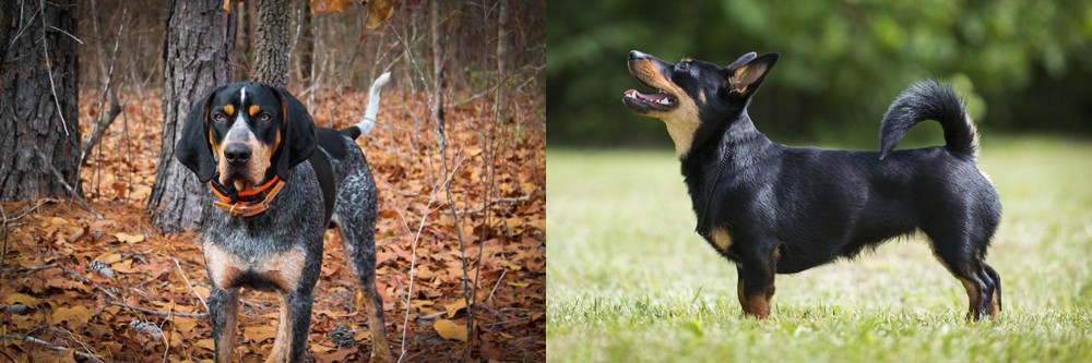 Lancashire Heeler vs Bluetick Coonhound - Breed Comparison