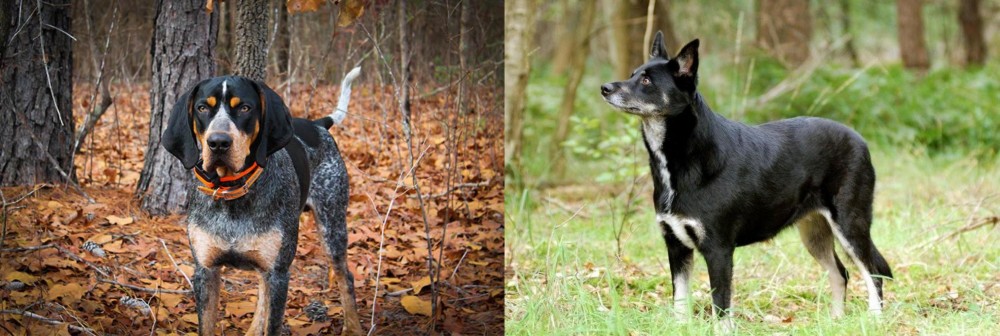 Lapponian Herder vs Bluetick Coonhound - Breed Comparison