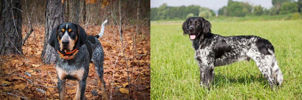 Large Munsterlander vs Bluetick Coonhound - Breed Comparison