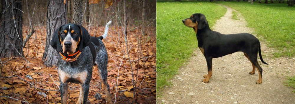 Latvian Hound vs Bluetick Coonhound - Breed Comparison