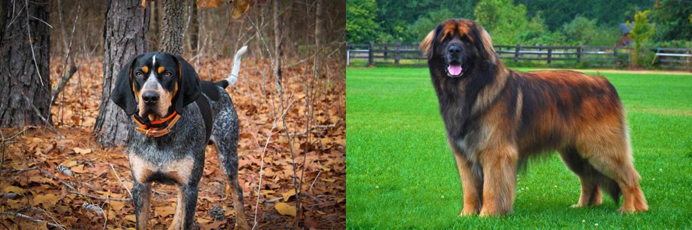 Leonberger vs Bluetick Coonhound - Breed Comparison