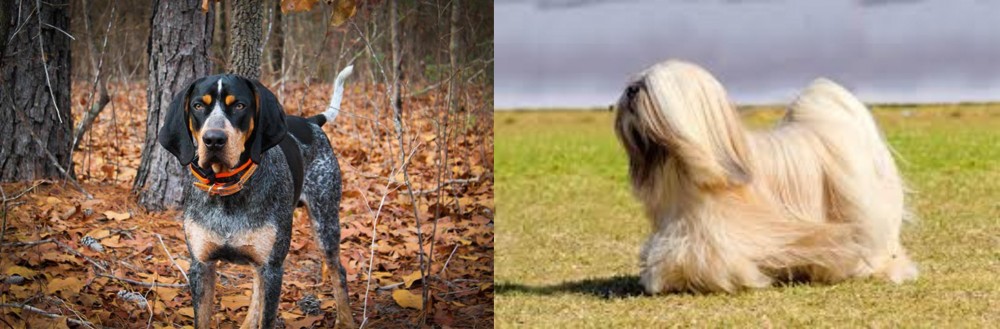 Lhasa Apso vs Bluetick Coonhound - Breed Comparison