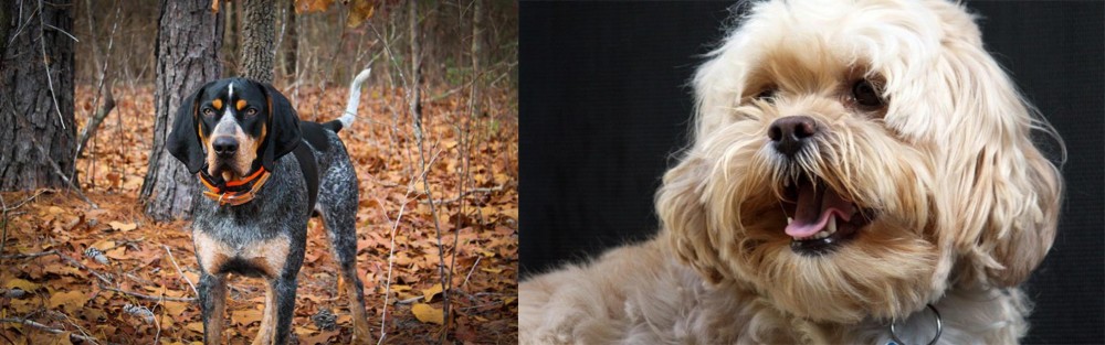 Lhasapoo vs Bluetick Coonhound - Breed Comparison