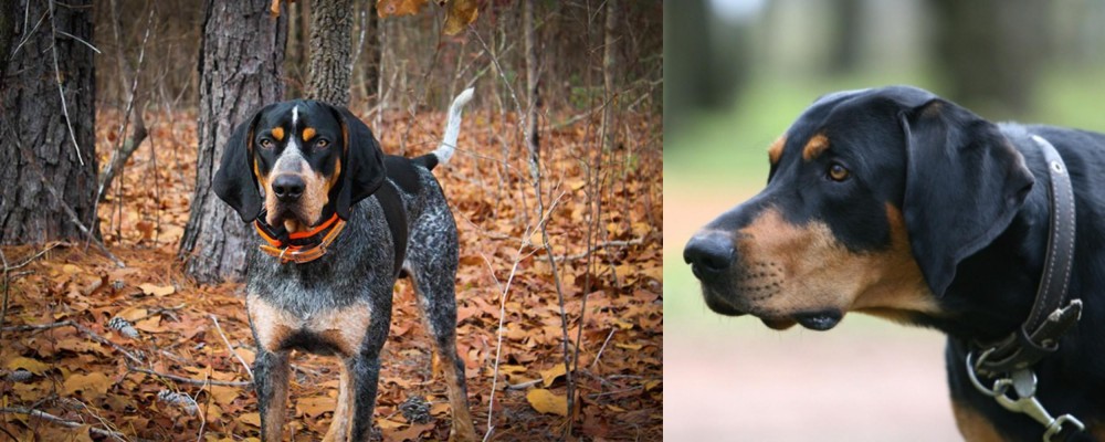 Lithuanian Hound vs Bluetick Coonhound - Breed Comparison