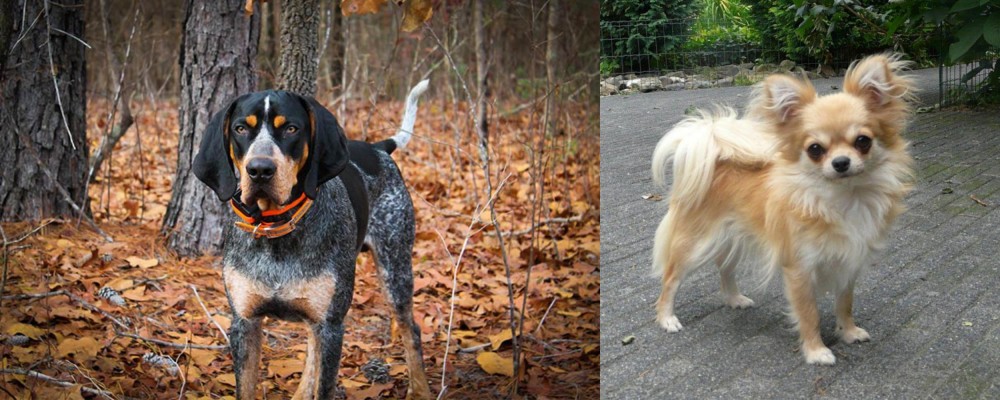 Long Haired Chihuahua vs Bluetick Coonhound - Breed Comparison