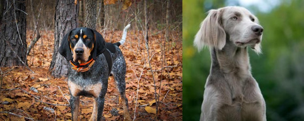 Longhaired Weimaraner vs Bluetick Coonhound - Breed Comparison