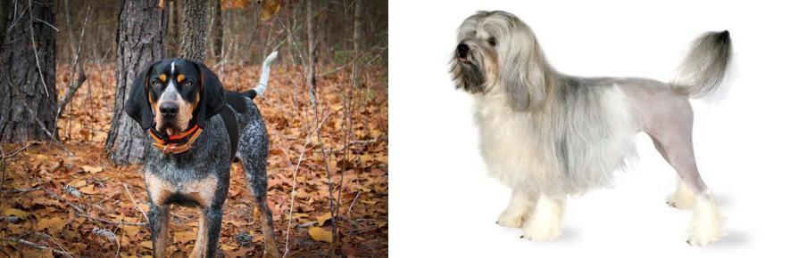 Lowchen vs Bluetick Coonhound - Breed Comparison