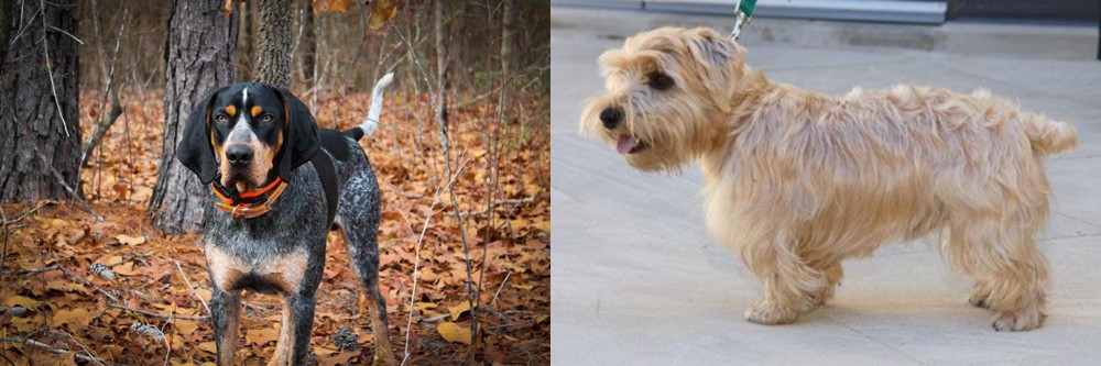 Lucas Terrier vs Bluetick Coonhound - Breed Comparison