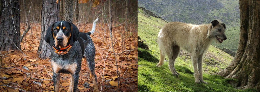 Lurcher vs Bluetick Coonhound - Breed Comparison