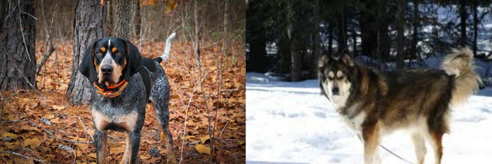 Mackenzie River Husky vs Bluetick Coonhound - Breed Comparison