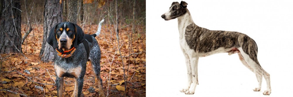 Magyar Agar vs Bluetick Coonhound - Breed Comparison