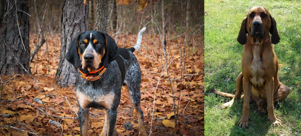 Majestic Tree Hound vs Bluetick Coonhound - Breed Comparison