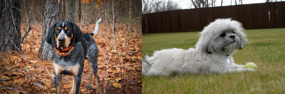 Mal-Shi vs Bluetick Coonhound - Breed Comparison