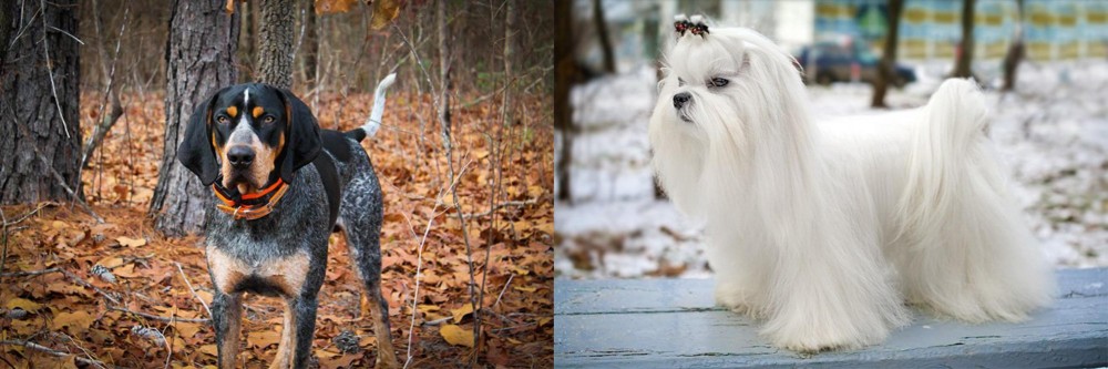 Maltese vs Bluetick Coonhound - Breed Comparison