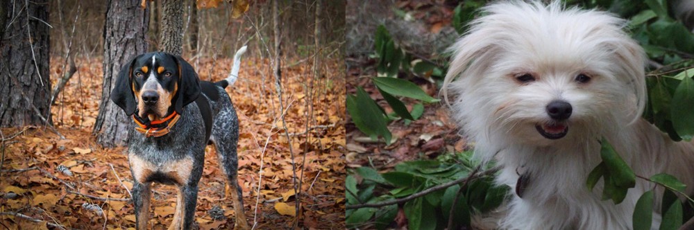 Malti-Pom vs Bluetick Coonhound - Breed Comparison