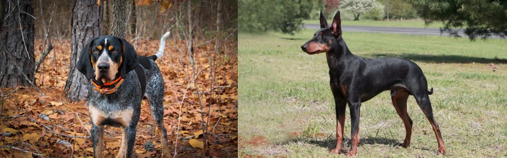 Manchester Terrier vs Bluetick Coonhound - Breed Comparison
