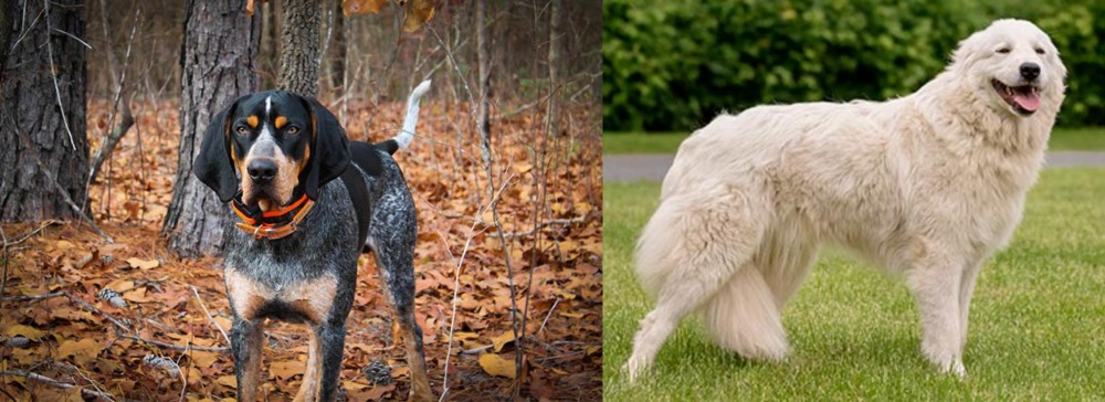 Maremma Sheepdog vs Bluetick Coonhound - Breed Comparison