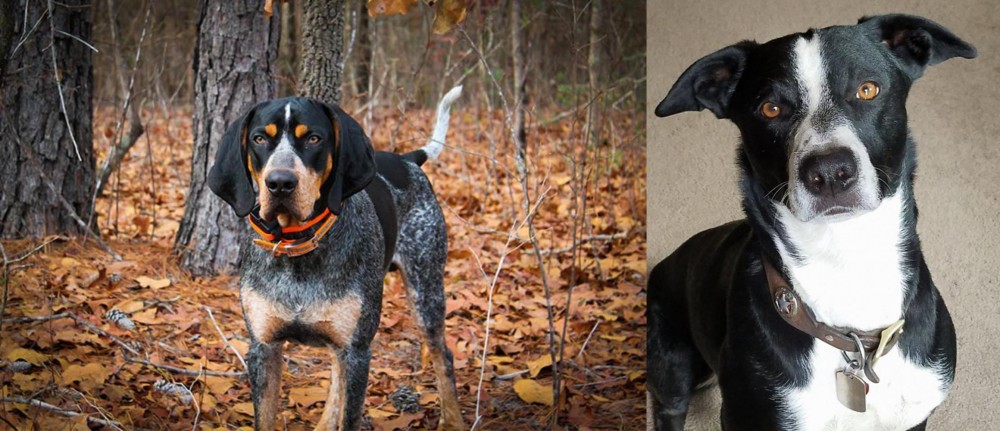 McNab vs Bluetick Coonhound - Breed Comparison