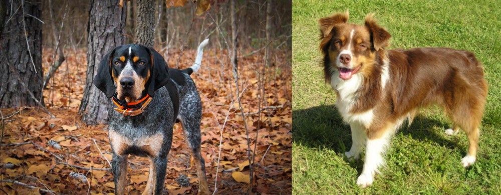 Miniature Australian Shepherd vs Bluetick Coonhound - Breed Comparison
