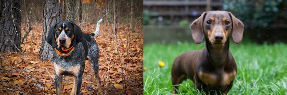 Miniature Dachshund vs Bluetick Coonhound - Breed Comparison