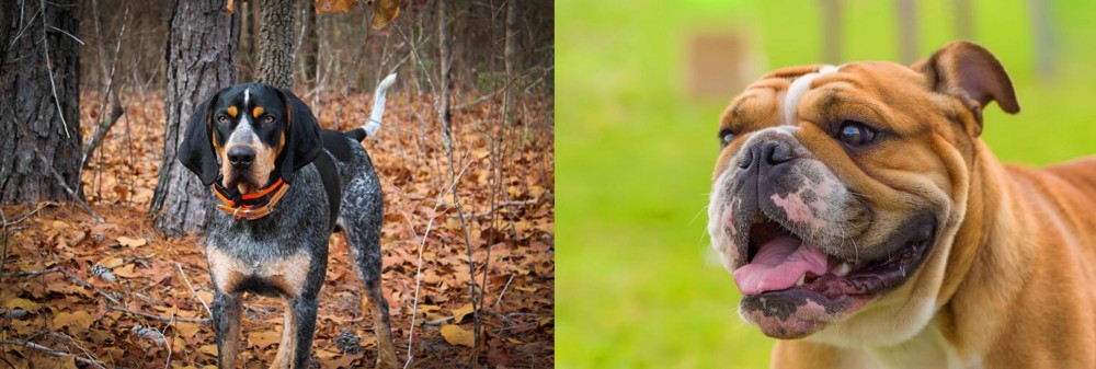 Miniature English Bulldog vs Bluetick Coonhound - Breed Comparison