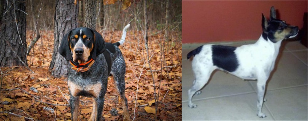 Miniature Fox Terrier vs Bluetick Coonhound - Breed Comparison