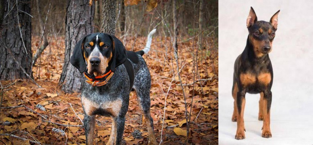 Miniature Pinscher vs Bluetick Coonhound - Breed Comparison