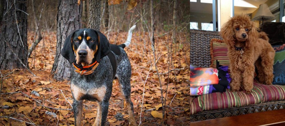 Miniature Poodle vs Bluetick Coonhound - Breed Comparison