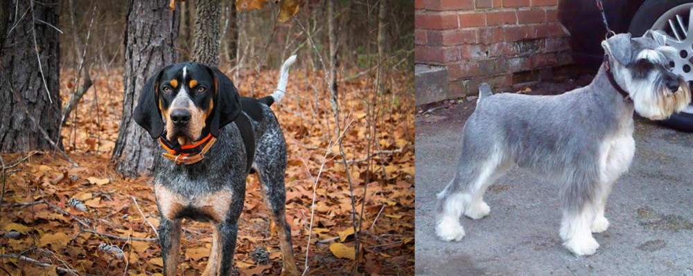 Miniature Schnauzer vs Bluetick Coonhound - Breed Comparison